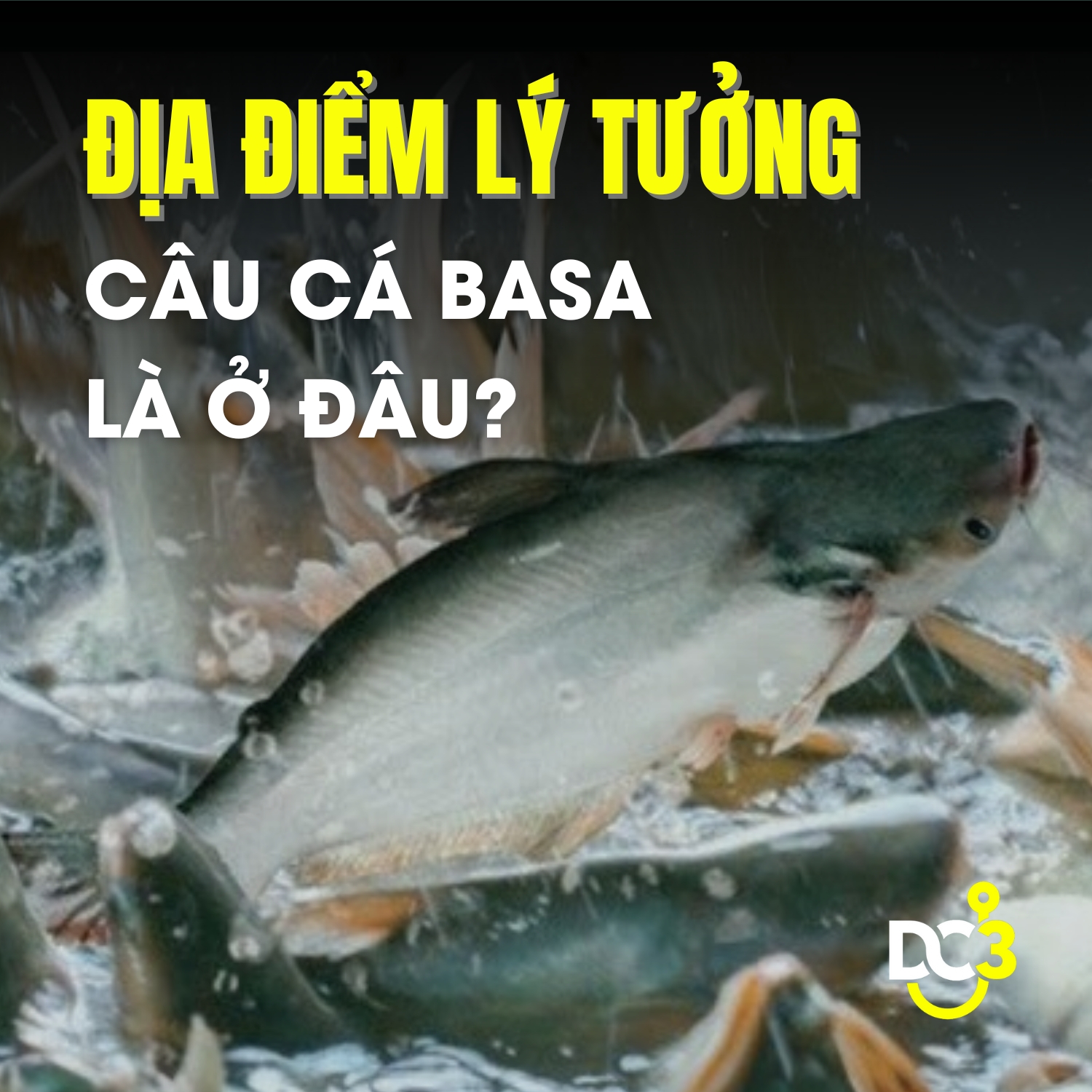 Địa điểm lý tưởng câu cá basa là ở đâu?