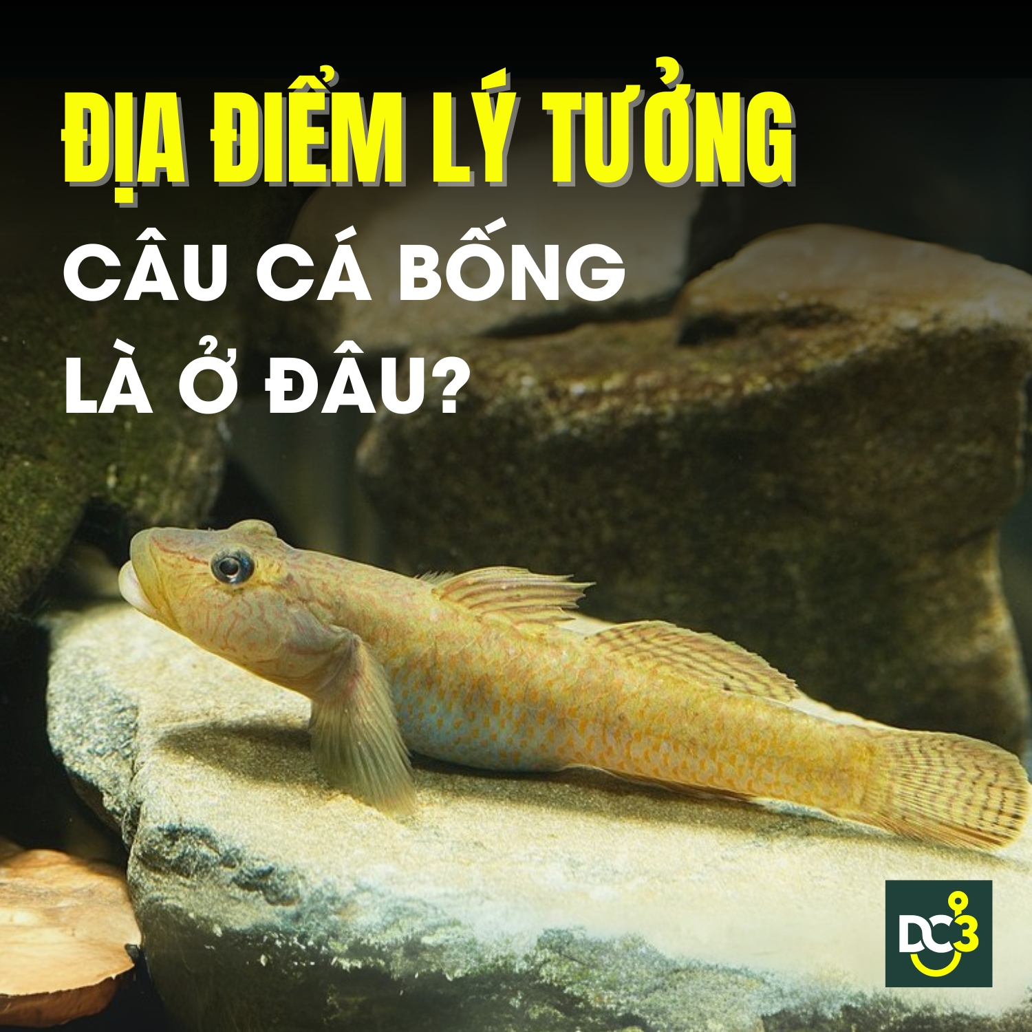 Địa điểm lý tưởng câu cá bống là ở đâu?