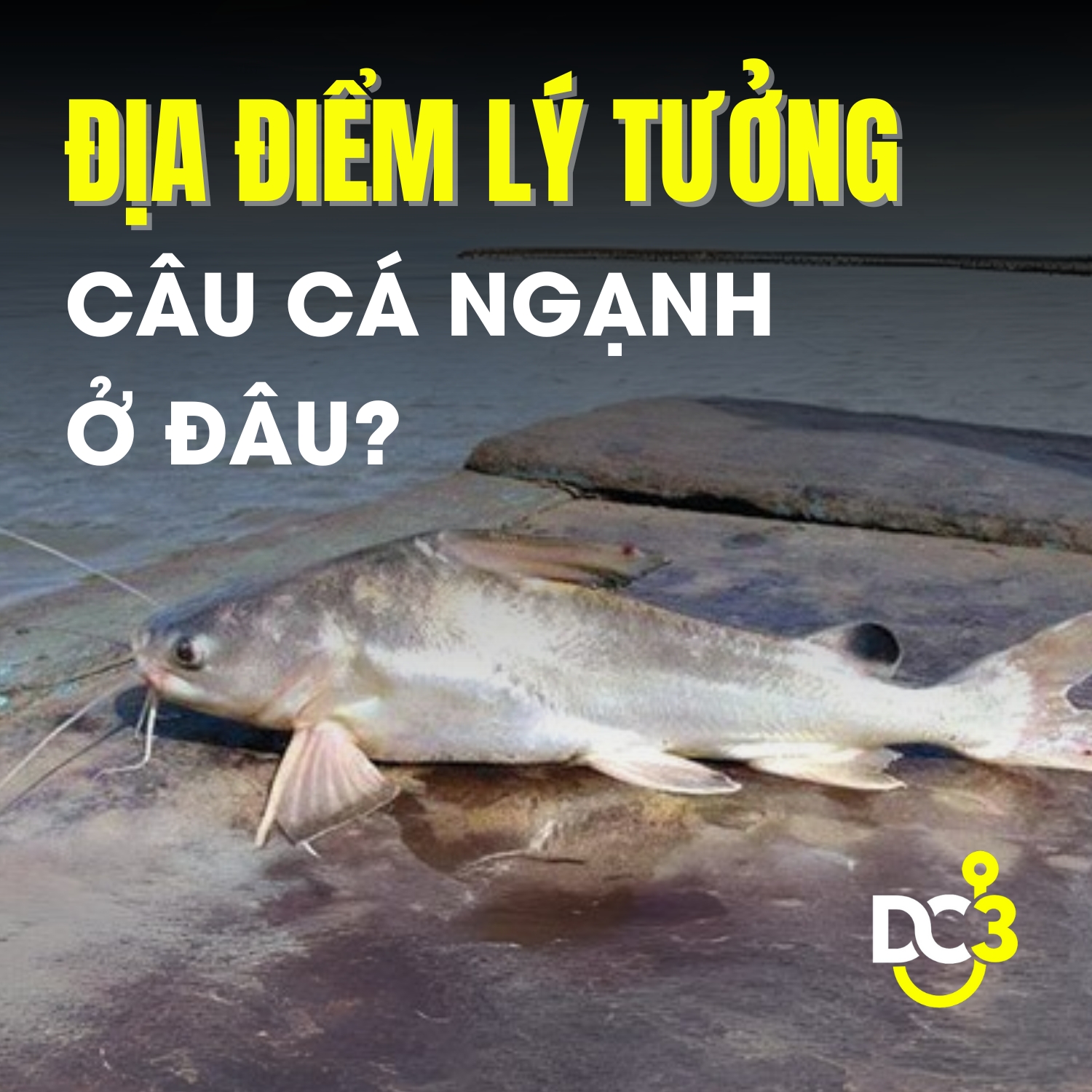 Địa điểm câu cá ngạnh lý tưởng là ở đâu?