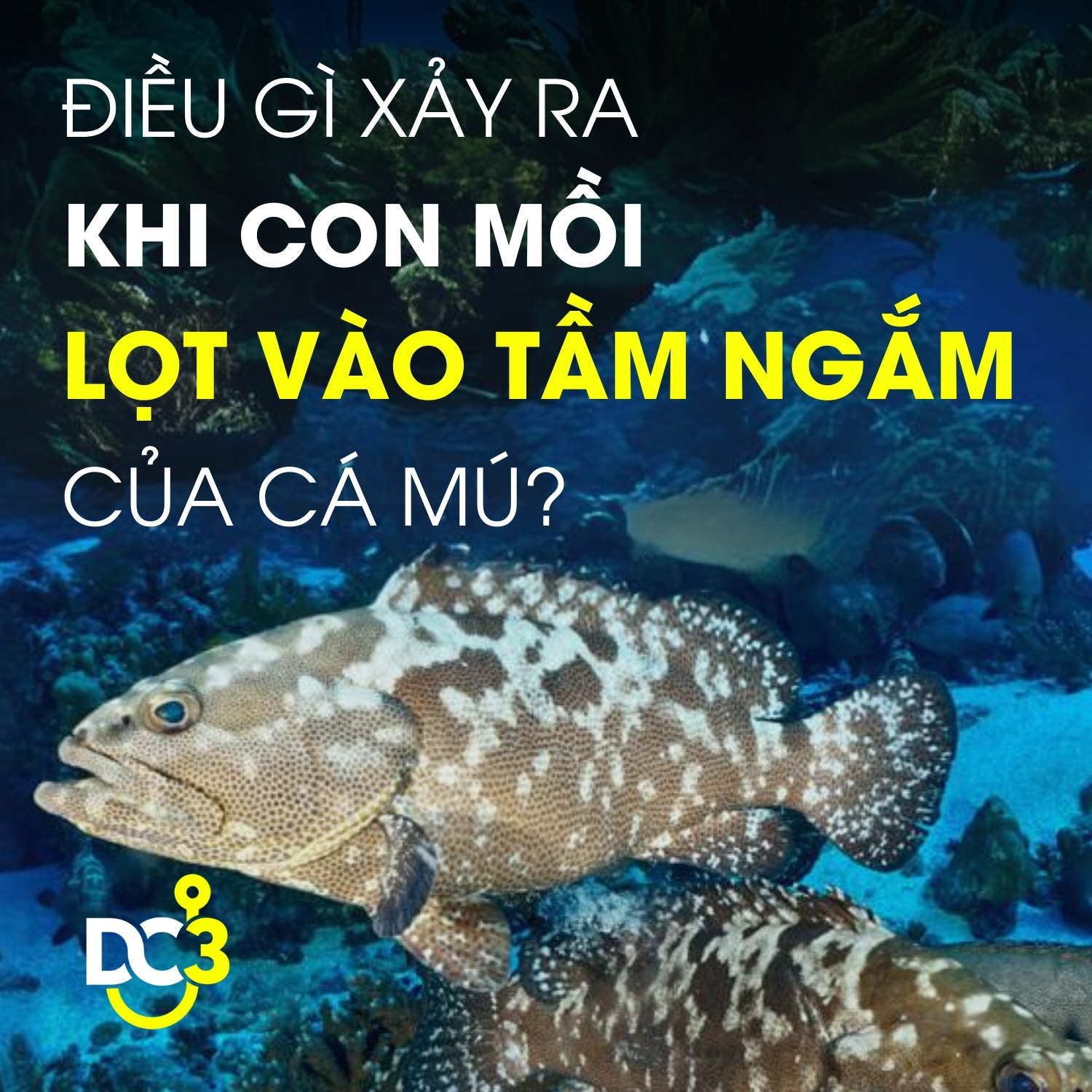 Điều gì xảy ra khi con mồi lọt vào tầm ngắm của cá mú?