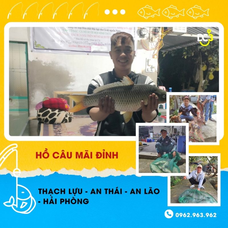 Giới thiệu hồ câu Mãi Đỉnh