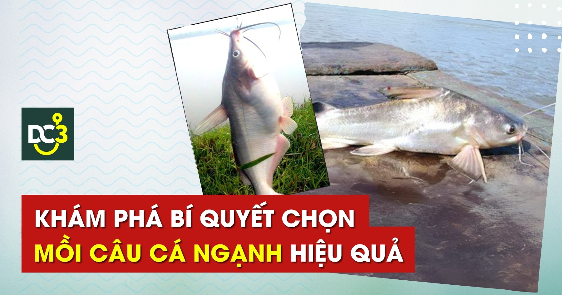 Khám phá bí quyết chọn mồi câu cá ngạnh hiệu quả