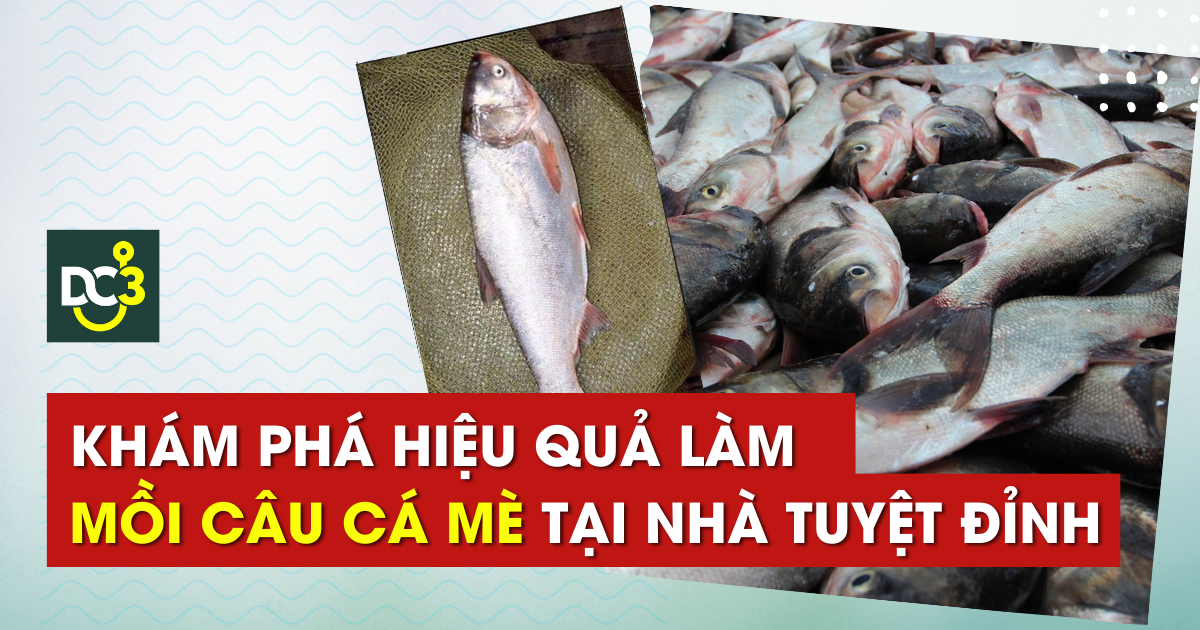 Khám phá hiệu quả làm mồi câu cá mè tại nhà tuyệt đỉnh