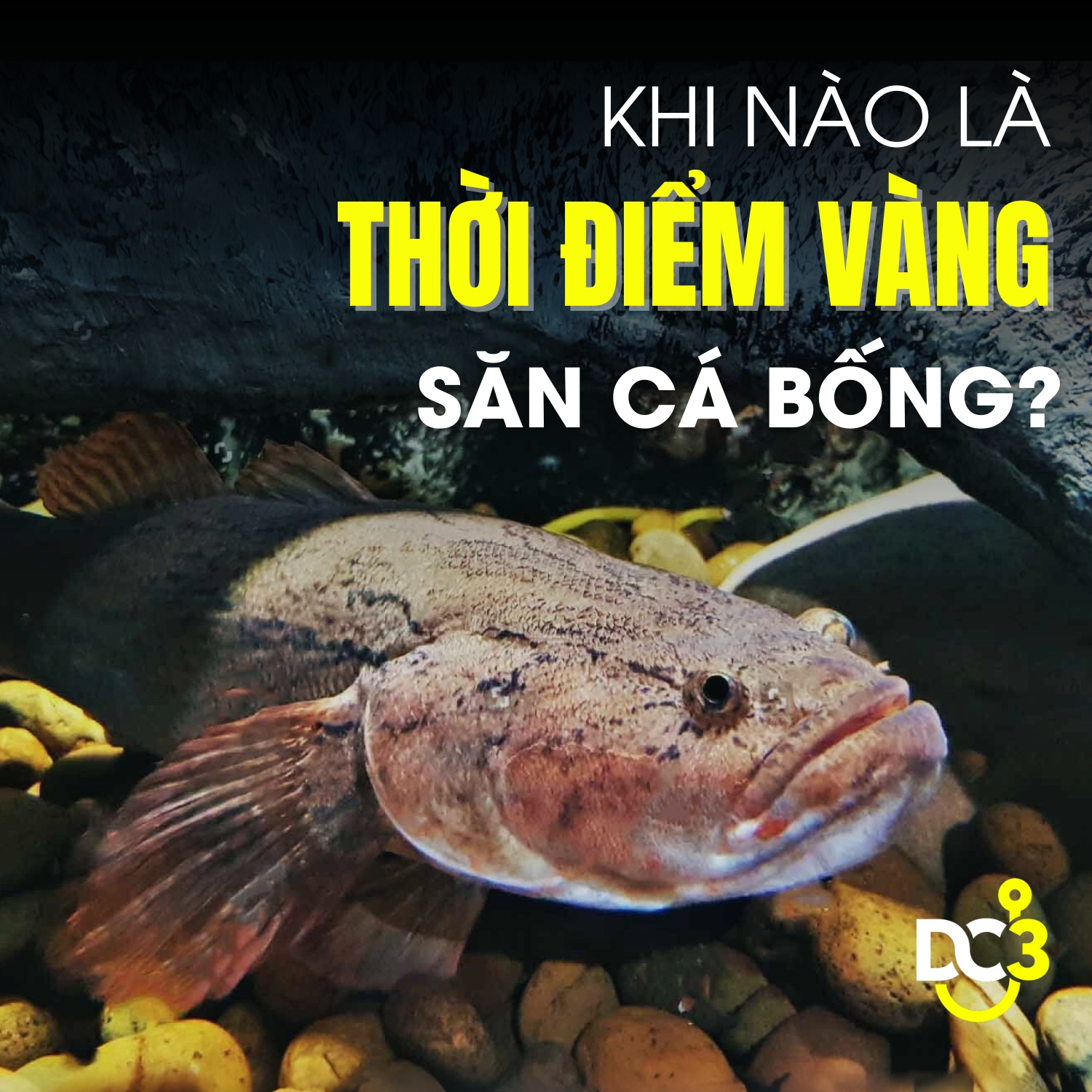 Khi nào là thời điểm vàng săn cá bống?