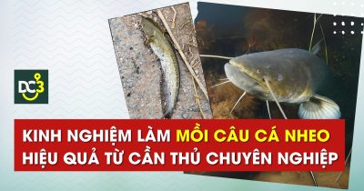 Kinh nghiệm làm mồi câu cá nheo hiệu quả từ cần thủ chuyên nghiệp