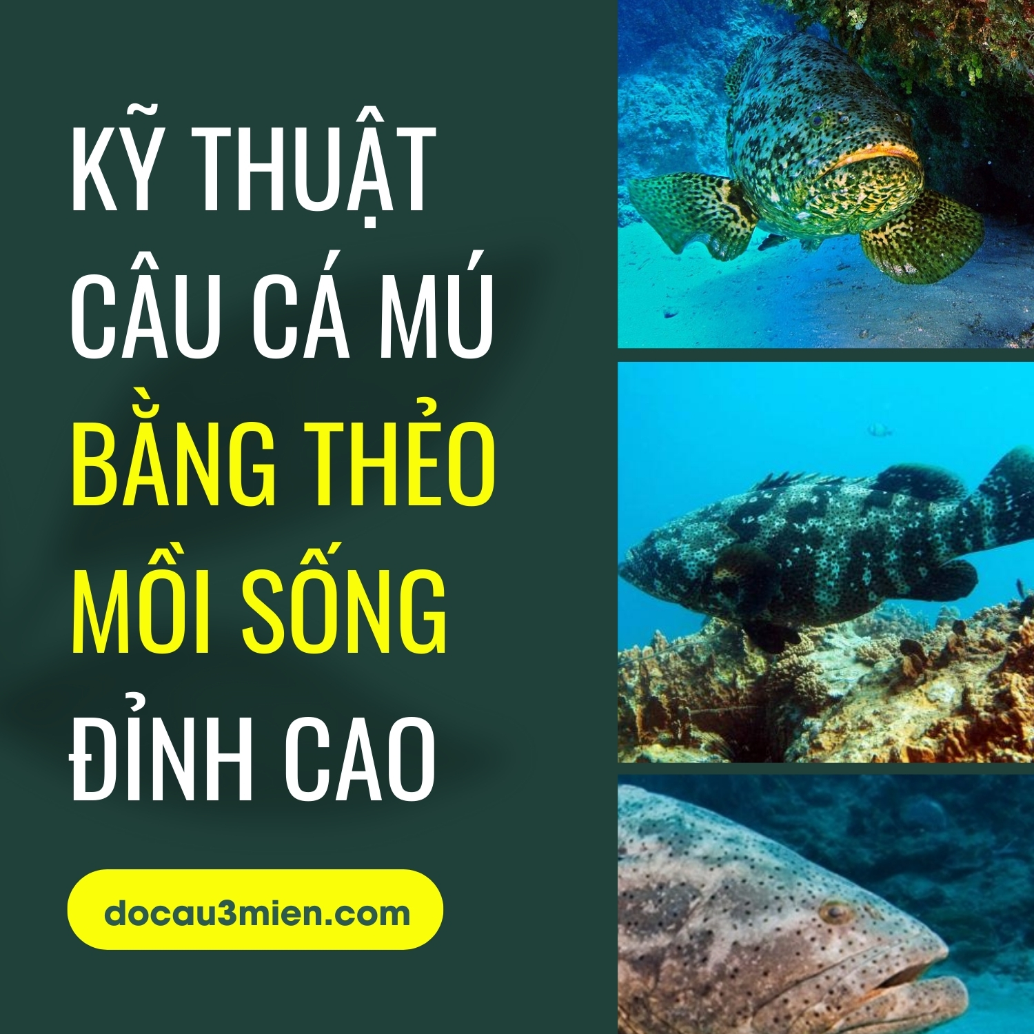 Kỹ thuật câu cá mú bằng thẻo mồi sống đỉnh cao