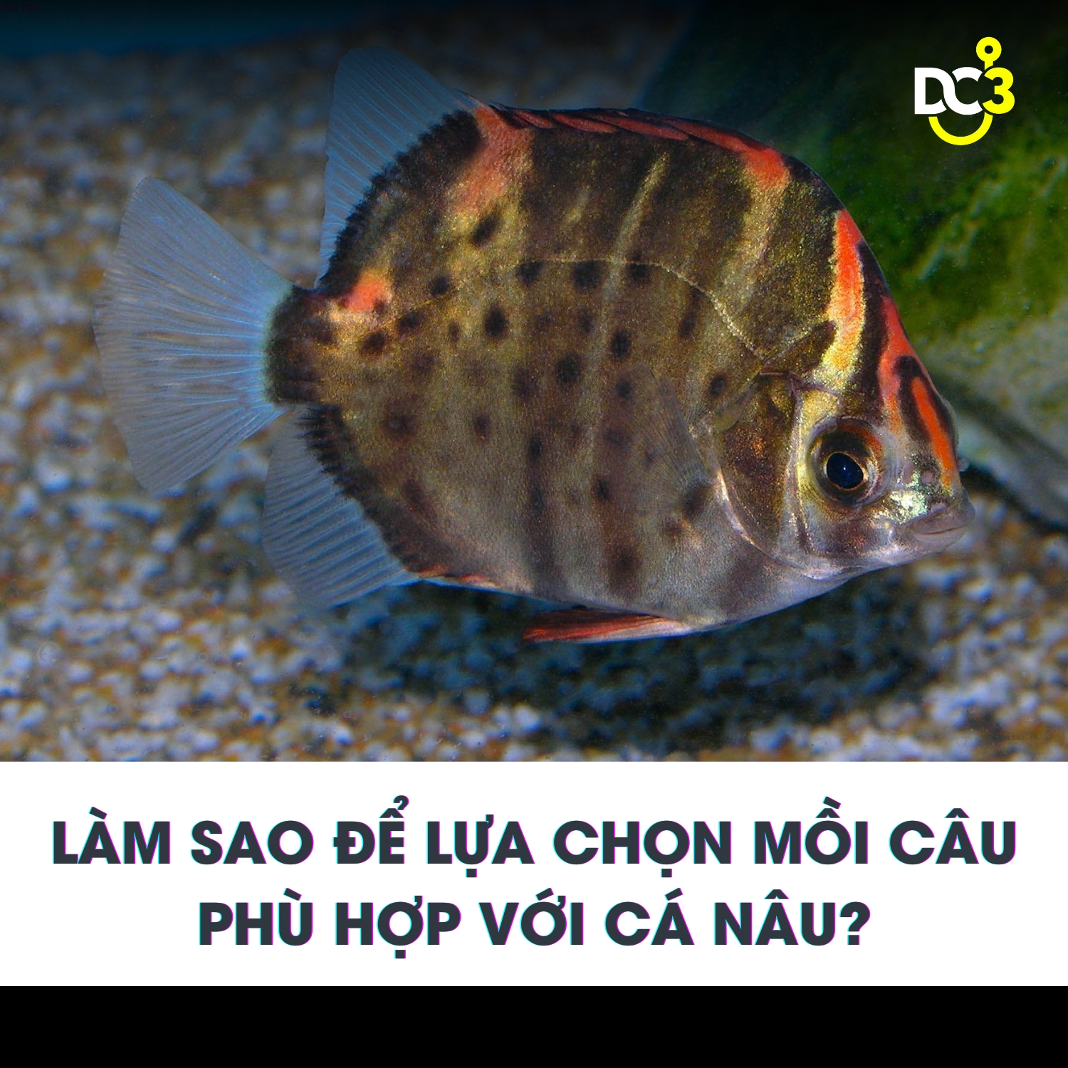 Làm sao để lựa chọn mồi câu phù hợp với cá nâu?