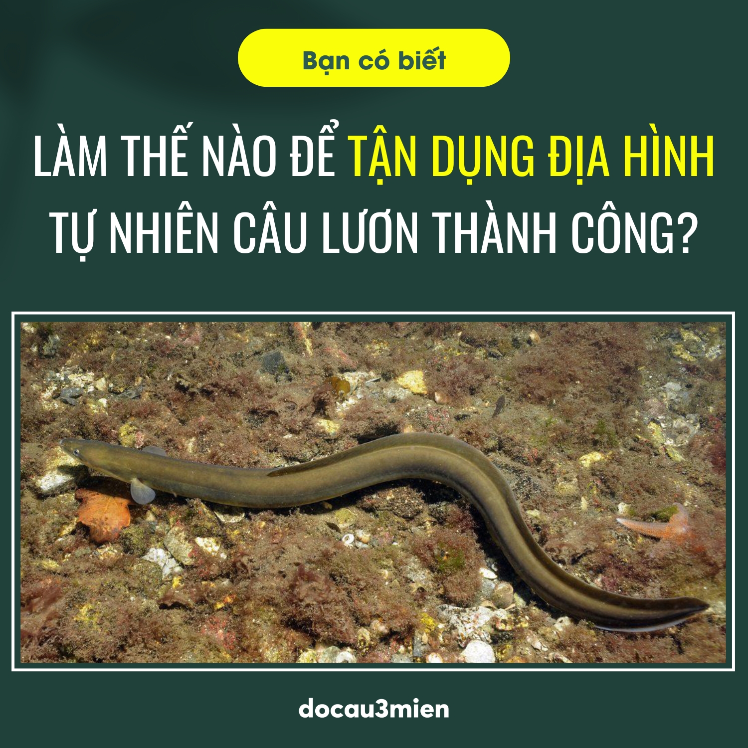 Địa điểm câu lươn lý tưởng là ở đâu?
