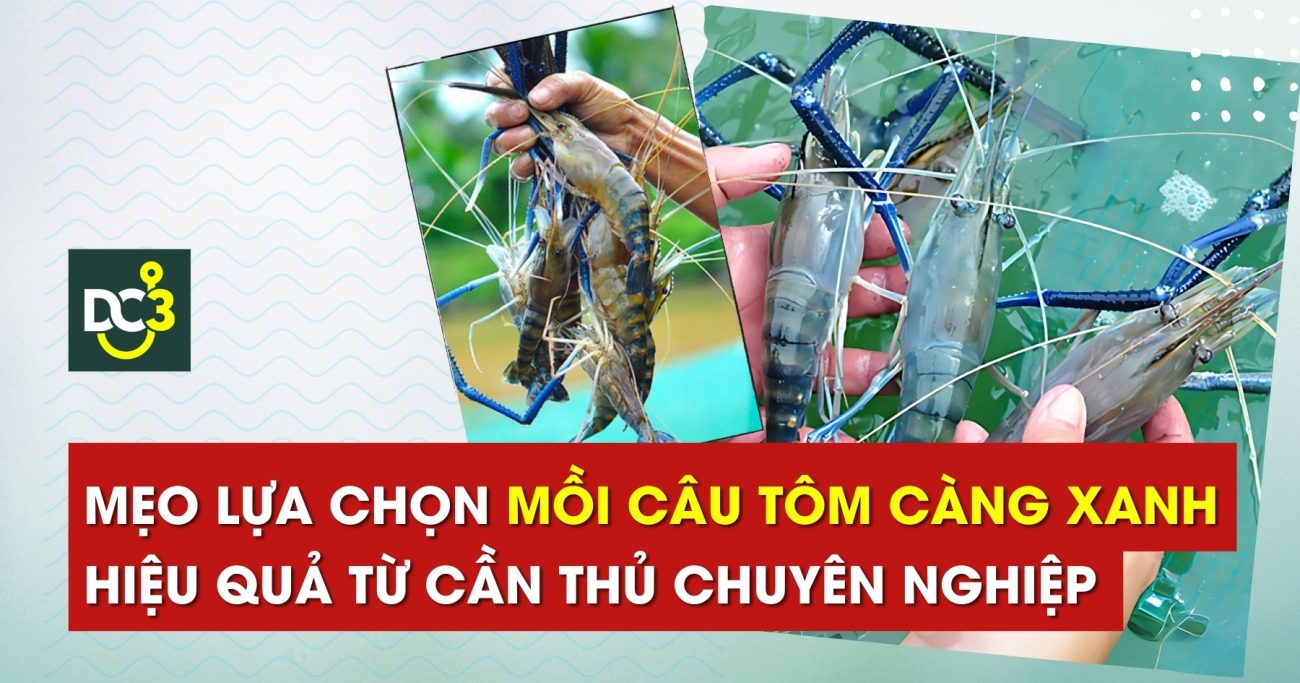 Mẹo lựa chọn mồi câu tôm càng xanh hiệu quả từ cần thủ chuyên nghiệp