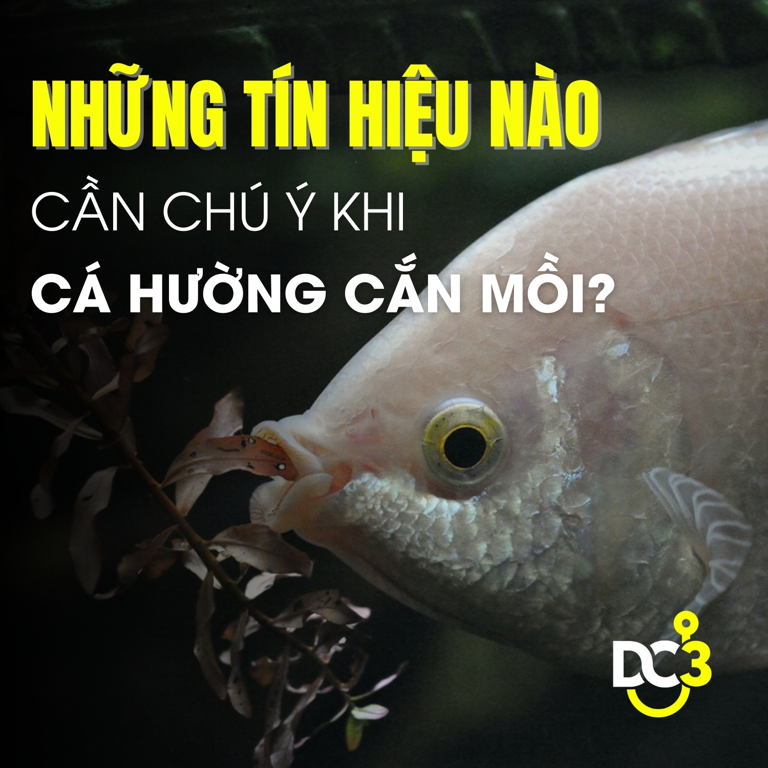 Những tín hiệu nào cần chú ý khi cá đang cắn mồi?