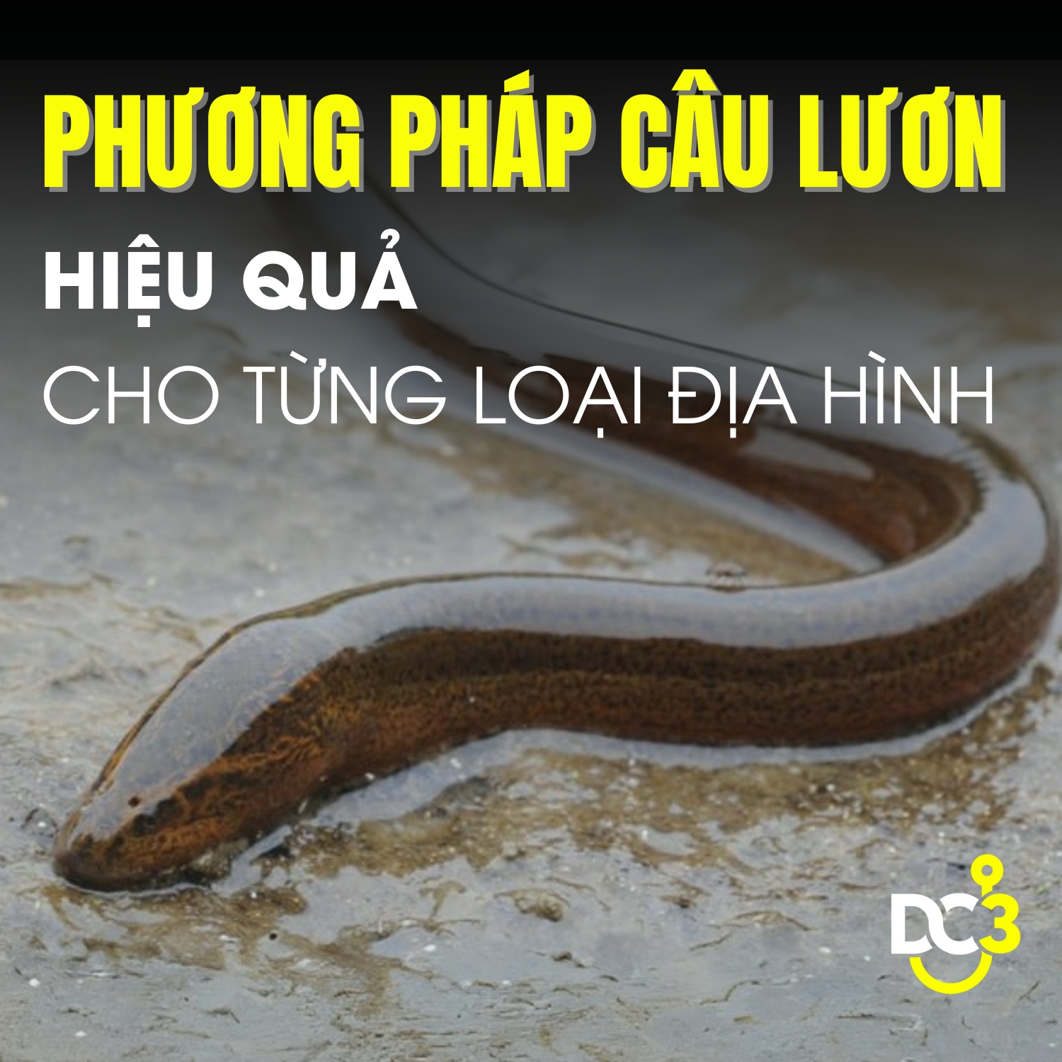 Phương pháp câu lươn hiệu quả cho từng loại địa hình