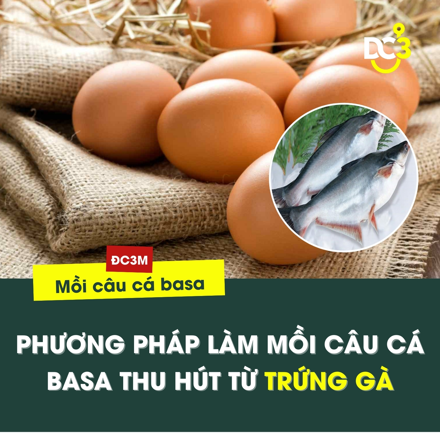 Phương pháp làm mồi câu cá basa thu hút từ trứng gà