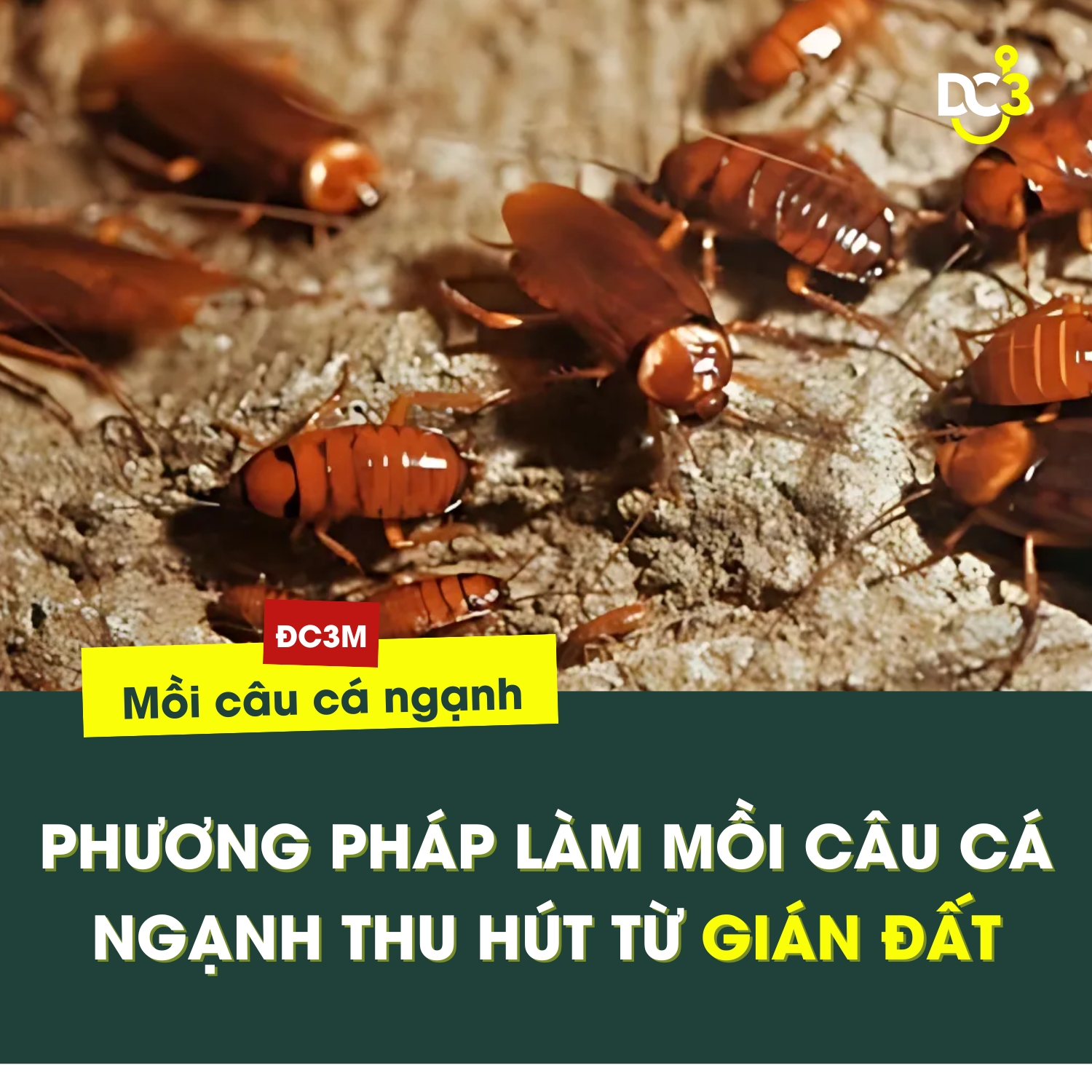Phương pháp làm mồi câu cá ngạnh thu hút từ gián đất