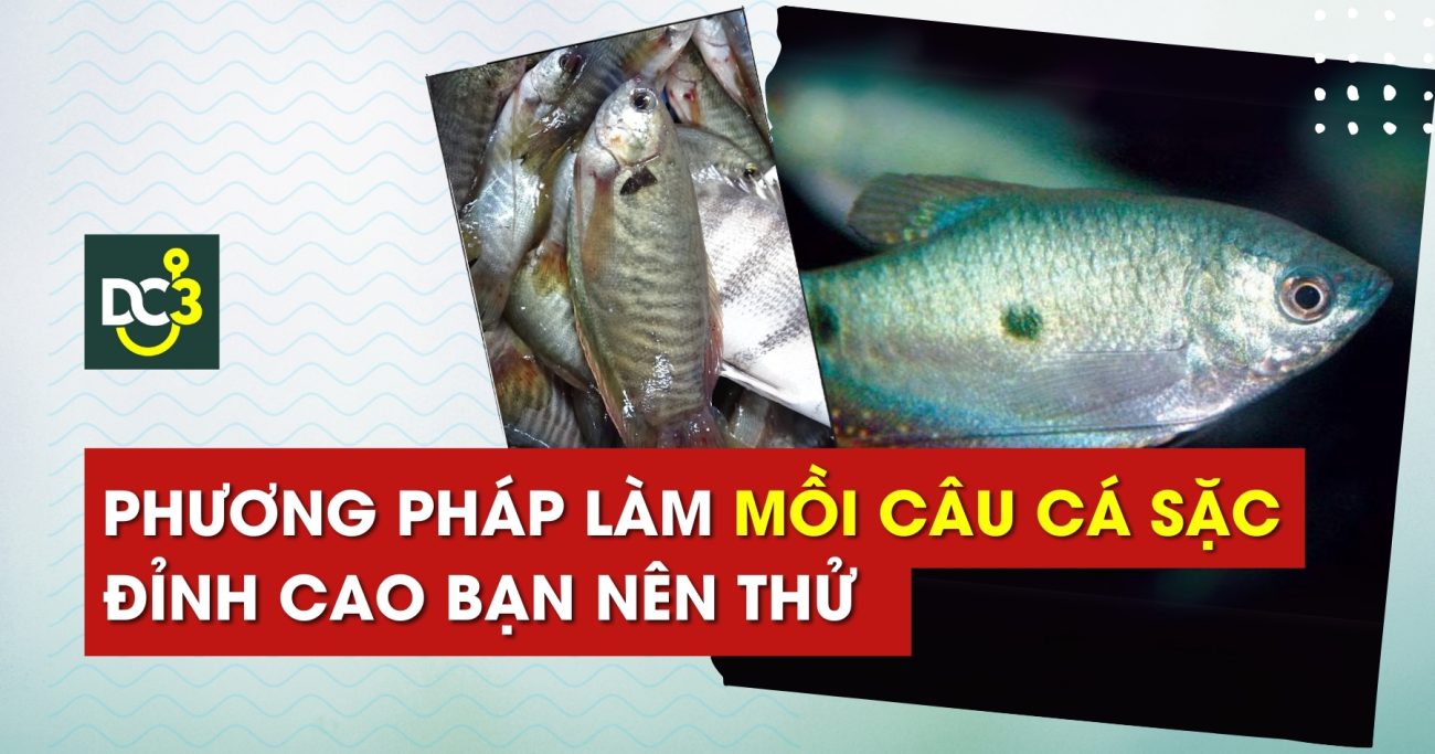 Phương pháp làm mồi câu cá sặc đỉnh cao bạn nên thử