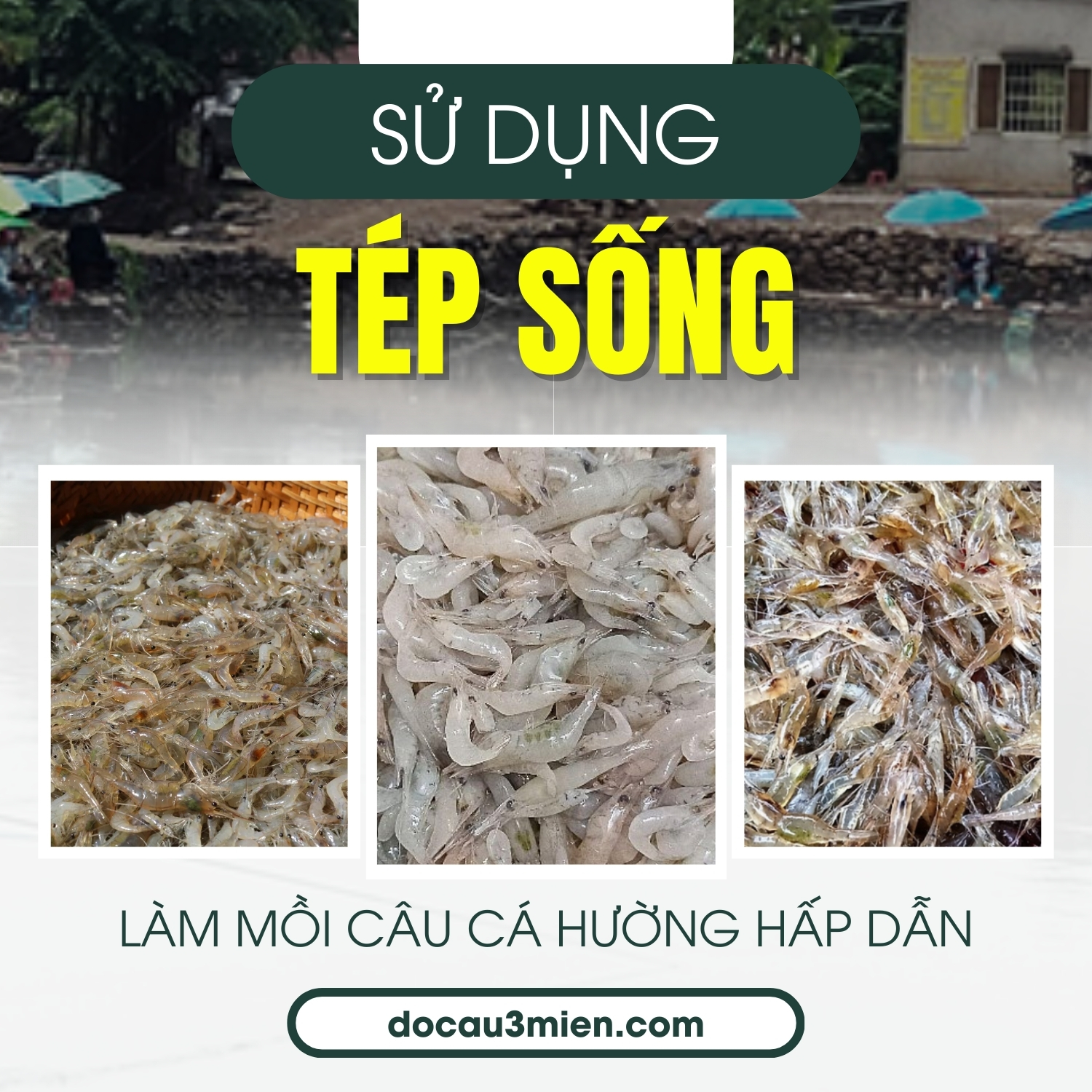 Sử dụng tép sống làm mồi câu cá hường hấp dẫn