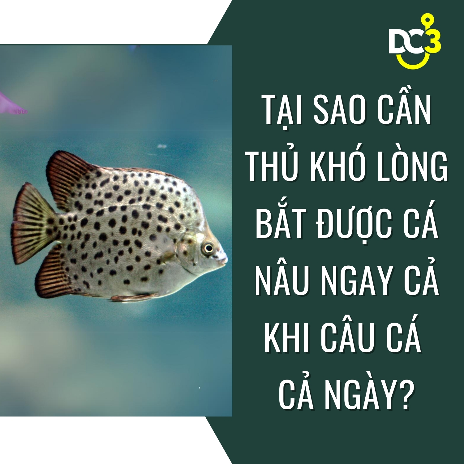 Nắm bắt đặc tính của cá nâu