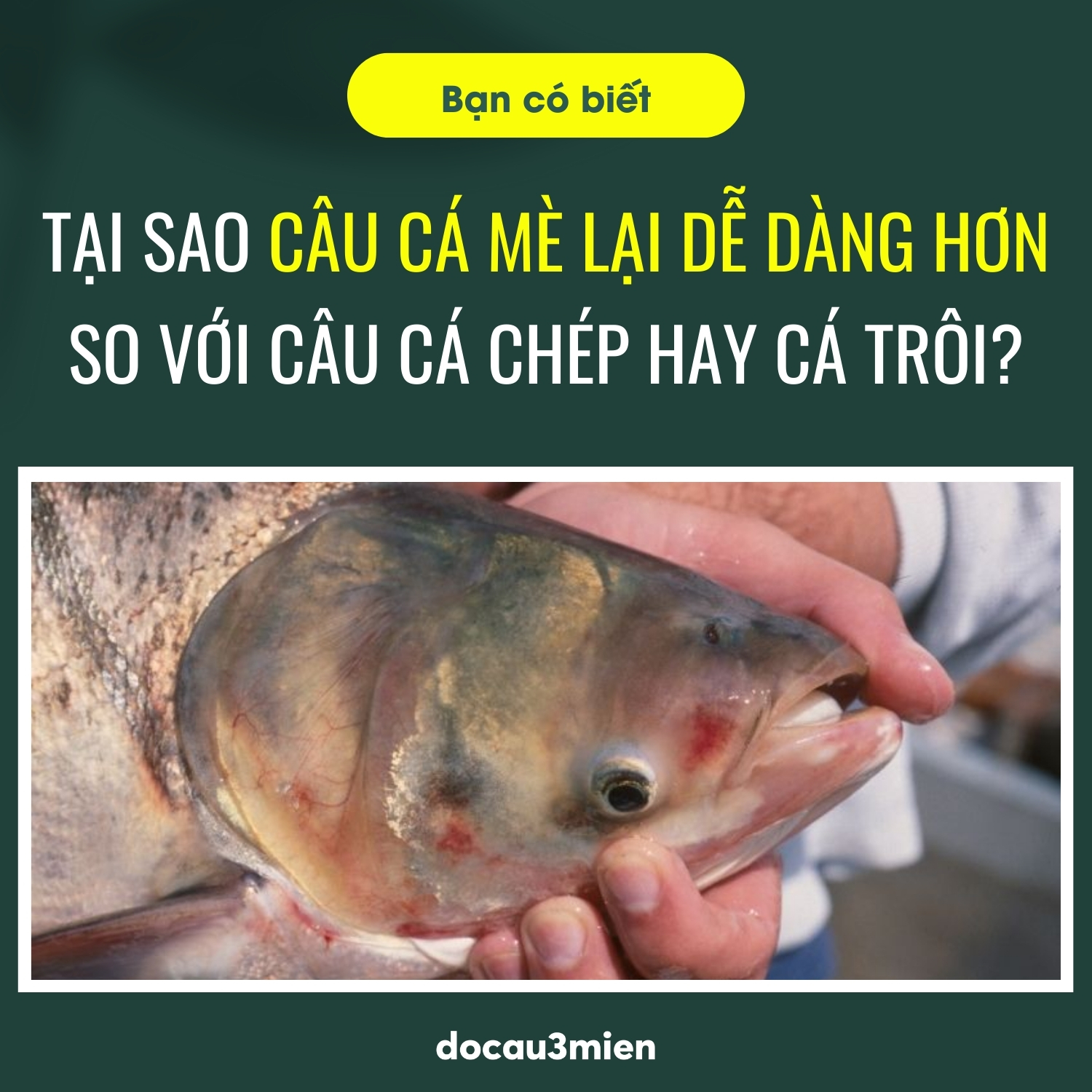 Tại sao việc câu cá mè lại dễ dàng hơn so với câu cá chép hay cá trôi?