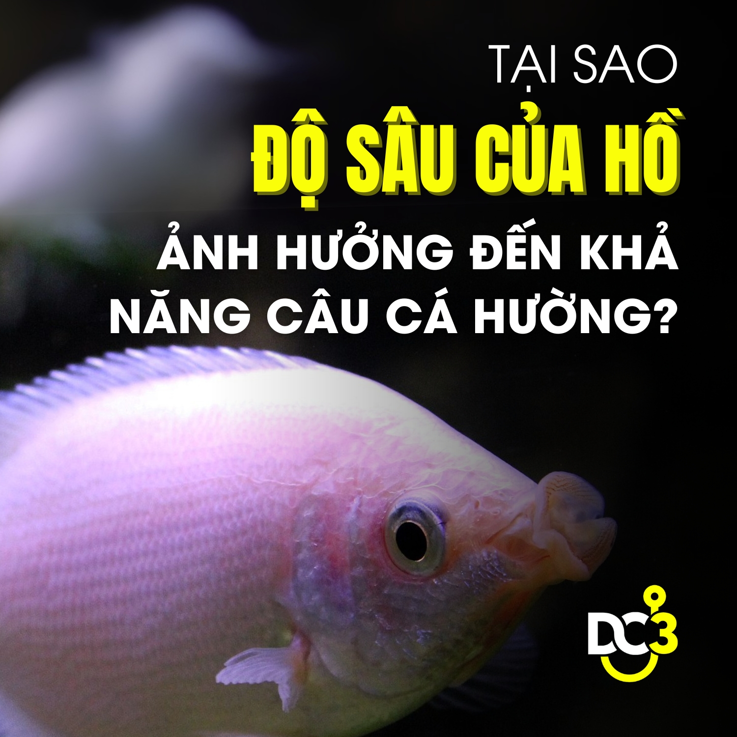 Tại sao độ sâu của hồ lại ảnh hưởng đến khả năng câu cá hường?