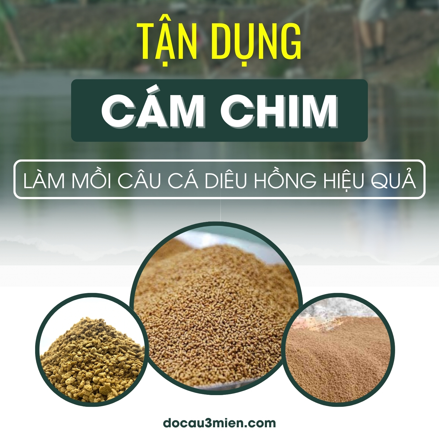 Tận dụng cám chim làm mồi câu cá diêu hồng hiệu quả