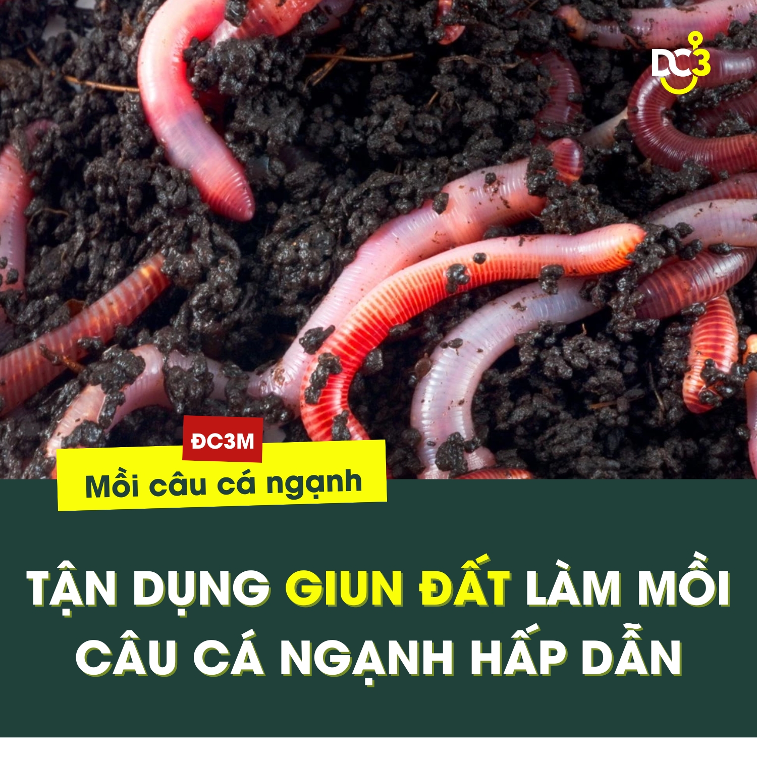 Tận dụng giun đất làm mồi câu cá ngạnh hấp dẫn