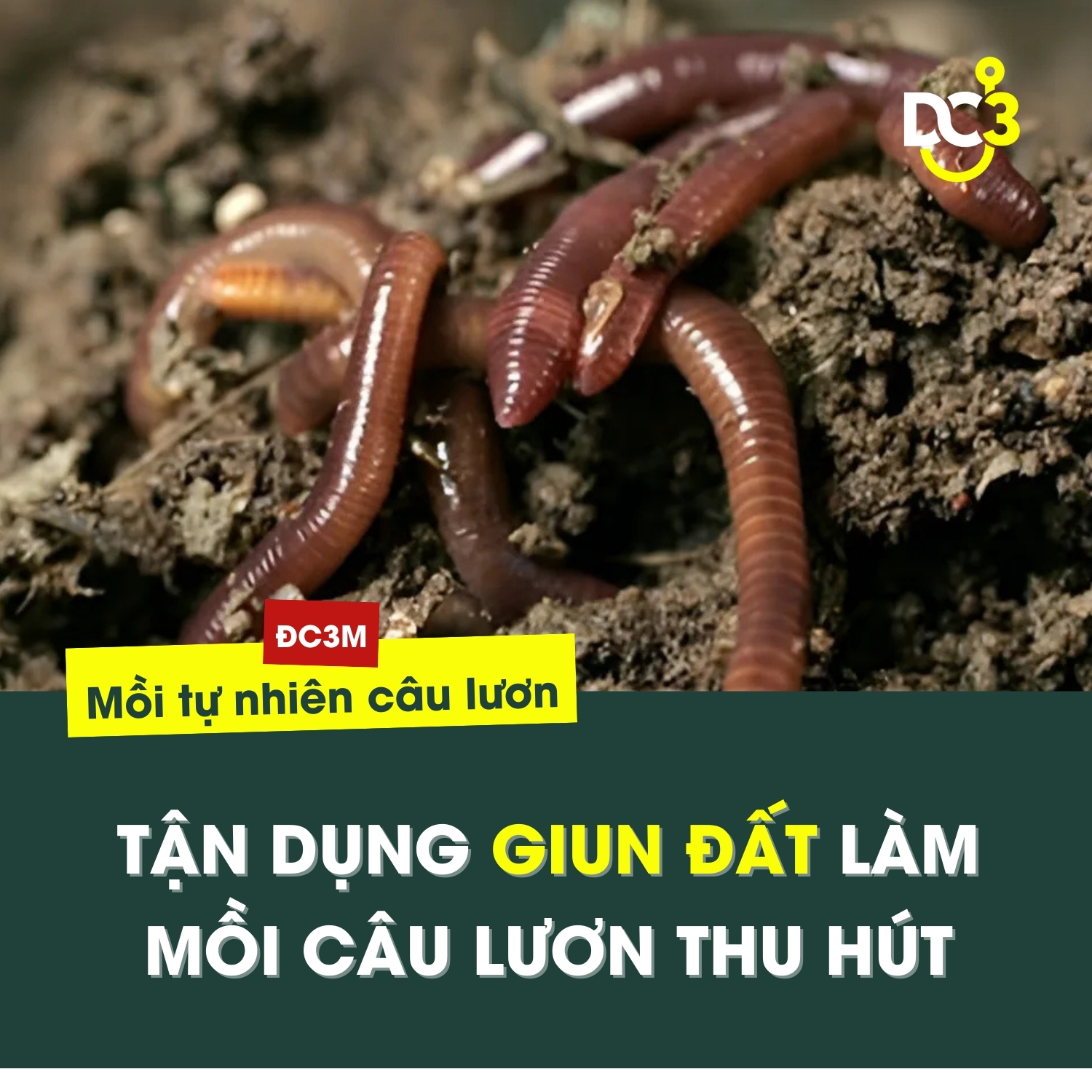 Tận dụng giun đất làm mồi câu lươn thu hút