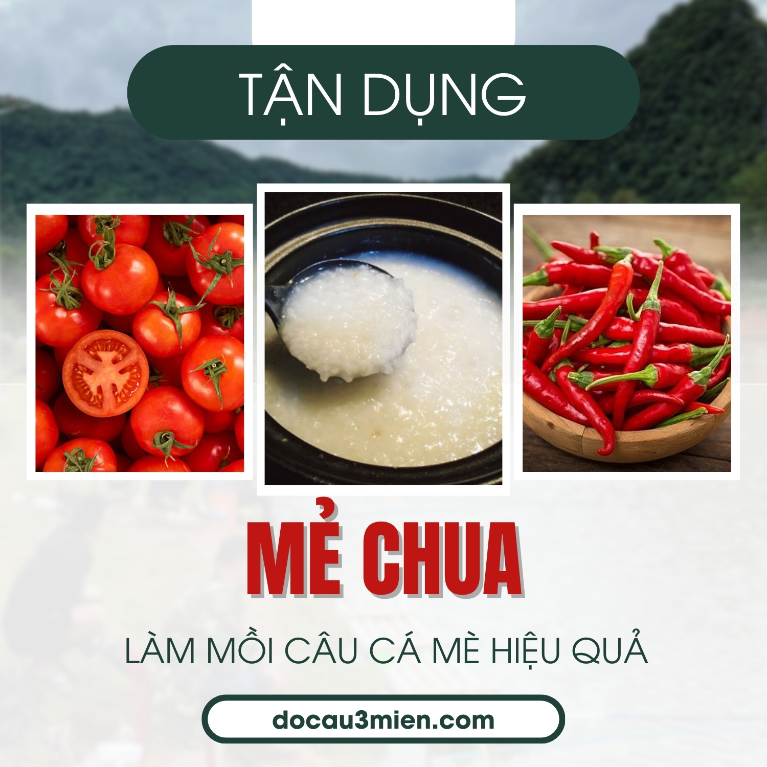 Tận dụng mẻ chua làm mồi câu cá mè hiệu quả