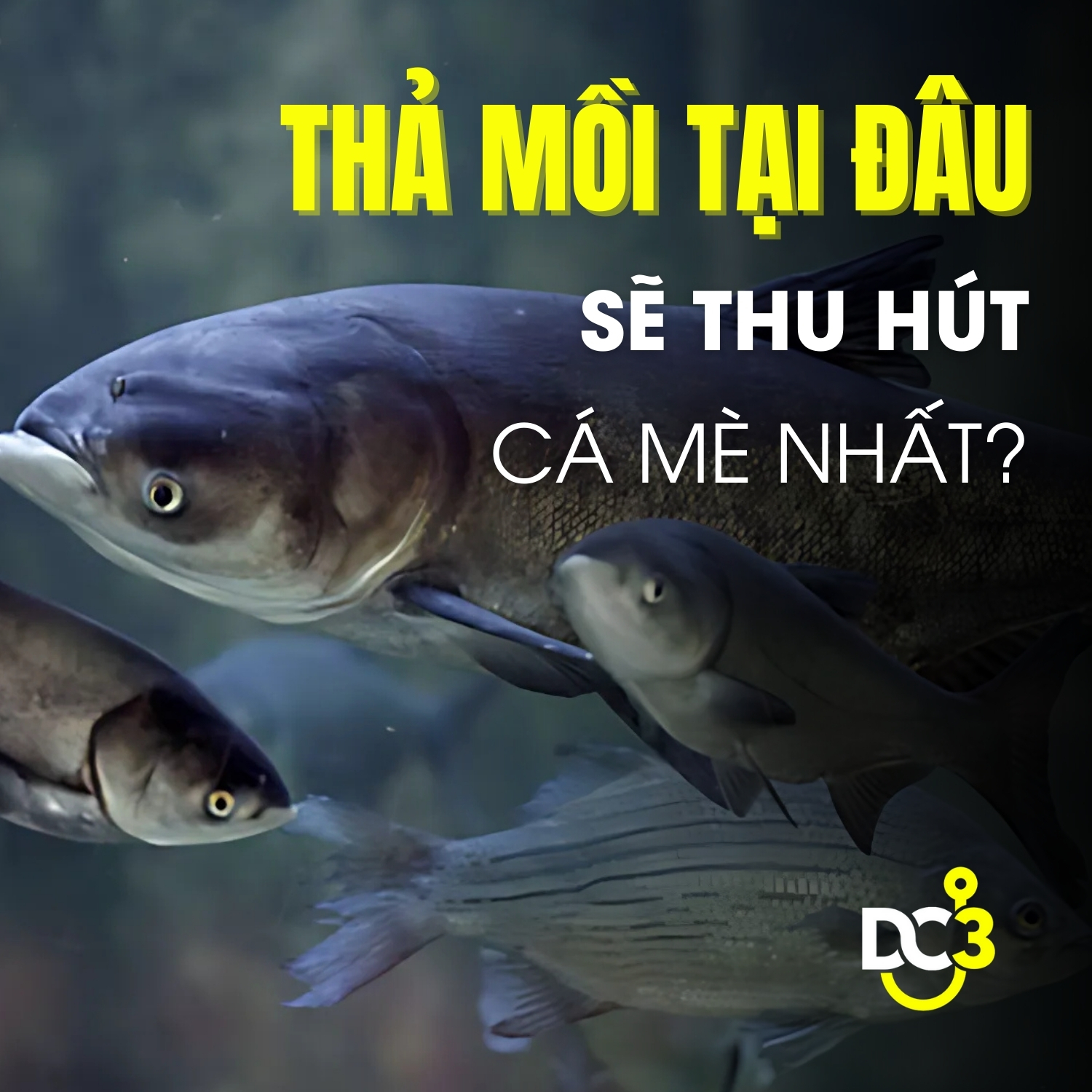 Thả mồi tại đâu sẽ thu hút cá mè nhất?