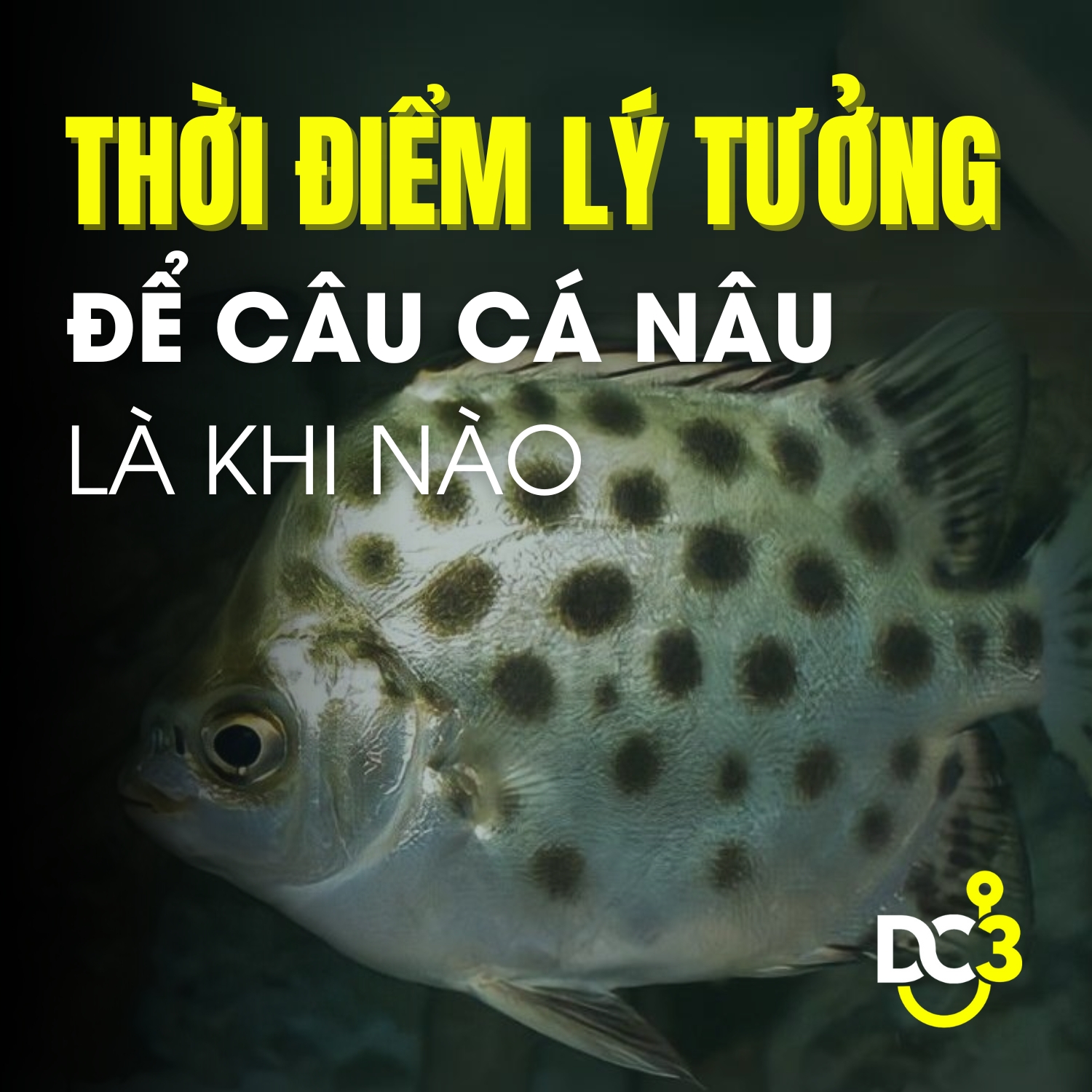 Thời điểm lý tưởng để câu cá nâu là khi nào?