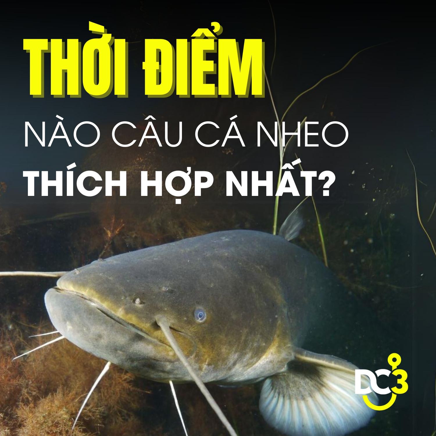 Thời điểm nào câu cá nheo thích hợp nhất?